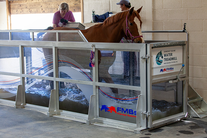 Horse receiving rehabilitation therapy with our specialist