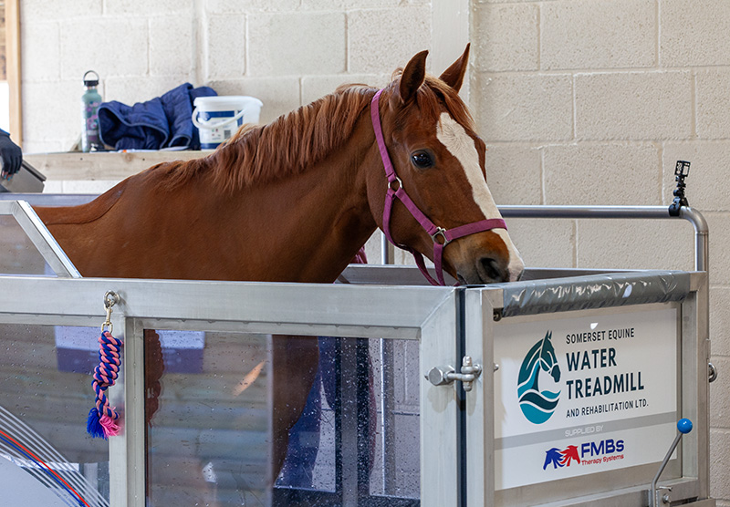 Horse in our rehabilitation facility