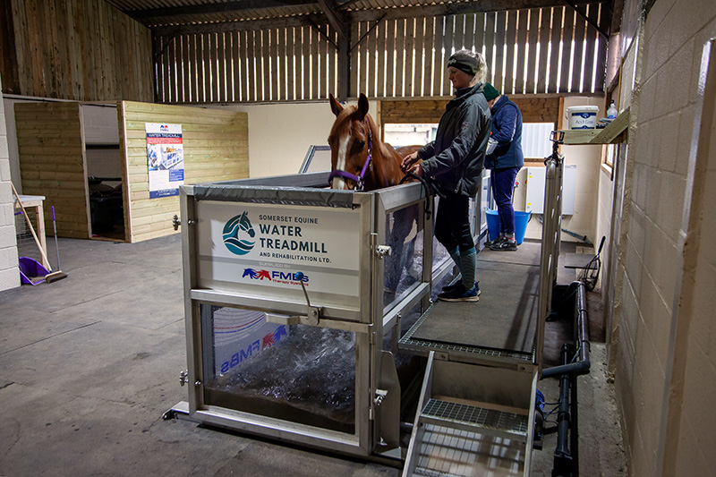 Horse receiving water treadmill therapy at our facility